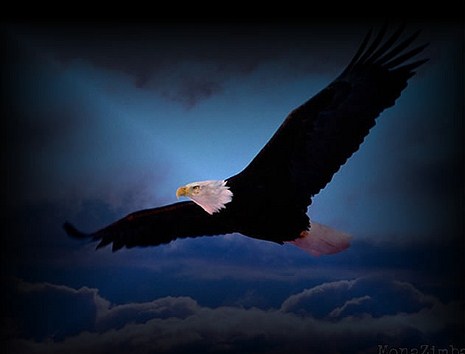 Aigle-royal